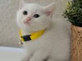 British Shorthair Pamuk Beyazı Yavrular 