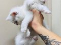 British Shorthair Pamuk Beyazı Yavrular 