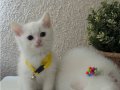 British Shorthair Pamuk Beyazı Yavrular 