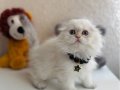 Scottish Fold Longhair 