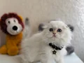 Scottish Fold Longhair 