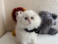 Scottish Fold Longhair 