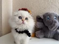 Scottish Fold Longhair 