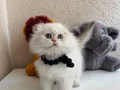 Scottish Fold Longhair 
