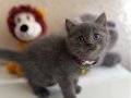British Shorthair Gri Yavru