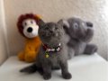 British Shorthair Gri Yavru