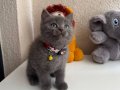 British Shorthair Gri Yavru