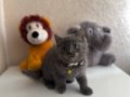 British Shorthair Gri Yavru