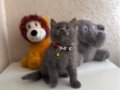 British Shorthair Gri Yavru