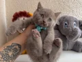 British Shorthair nadir Lilac rengi