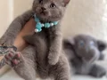 British Shorthair nadir Lilac rengi