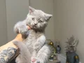 British Shorthair nadir Lilac rengi