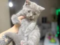 British Shorthair nadir Lilac rengi
