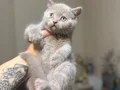 British Shorthair nadir Lilac rengi