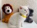 British Shorthair Beyaz Yavrumuz 