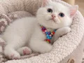 British Shorthair Beyaz Yavrumuz 