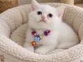 British Shorthair Beyaz Yavrumuz 