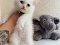 British Shorthair Beyaz Yavrumuz 