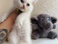 British Shorthair Beyaz Yavrumuz 