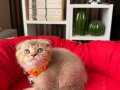 Scottish Fold Black Golden Yavru