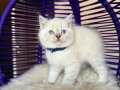 Safkan British Shorthair Silver Point Yavru