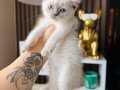 British Shorthair Bluepoint Bebekler 
