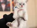 British Shorthair Silver Point Yavrular 