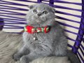 Scottish Fold birbirinden güzel yavrular 