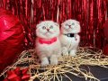 Scottish Fold Lynx Point Yavrular 