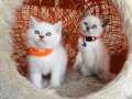 British Shorthair safkan yavrular 