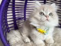 British Longhair AY12