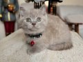 British Shorthair Lilac Rengi