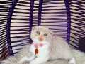 Scottish Fold Fawn Bicolor 