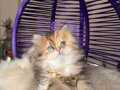 Eşsiz Güzellikte British Longhair Black Golden Yavru 