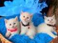 British Shorthair Dişi Erkek Beyaz Bebekler 