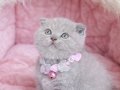 Scottish Fold Lilac Rengi Yavru