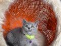 British Shorthair Blue Yavru 
