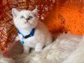 British Shorthair Silver Point Yavrular 
