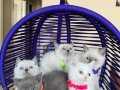 British Shorthair Gri Beyaz Yavrular 