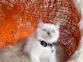 British Shorthair Bluepoint Yavrular 