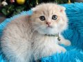 Scottish Fold top kafa yavrular 