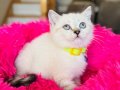 British Shorthair Silver Point Yavrular