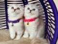 Top kafa Scottish Fold Silver Shaded Yavrular 