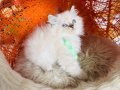 British Longhair Silver Point Yavru 