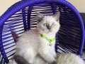 British Shorthair Bluepoint Yavrular 