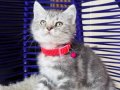 British Shorthair Silver Yavru 