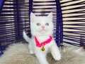British Shorthair Beyaz Dişi Erkek Yavrular