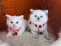 British Shorthair Bluepoint & Beyaz 