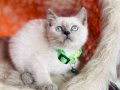 British Shorthair Bluepoint Silver Point Yavrular 
