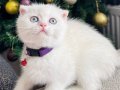 Scottish Fold Sıfır Kulak Yavrular  